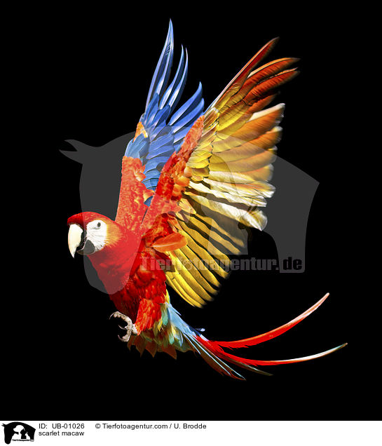Hellroter Ara / scarlet macaw / UB-01026