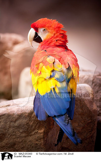 Hellroter Ara / Scarlet Macaw / MAZ-05360