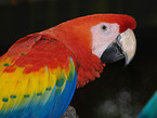 macaw