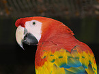 macaw