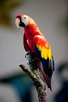 Scarlet Macaw