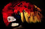 Scarlet Macaw