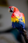 Scarlet Macaw