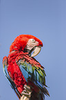scarlet macaw