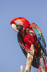 scarlet macaw