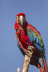 scarlet macaw