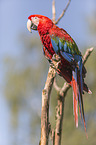 scarlet macaw
