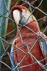 Scarlet Macaw