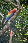 Scarlet Macaw