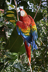 Scarlet Macaw