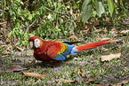 Scarlet Macaw