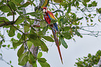 scarlet macaw