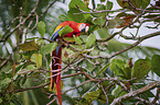 scarlet macaw
