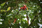 scarlet macaw