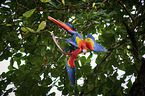 scarlet macaw