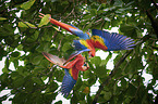 scarlet macaw