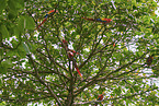 scarlet macaw