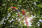 scarlet macaw