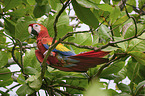 scarlet macaw
