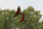 scarlet macaws