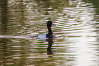 greater scaup duck