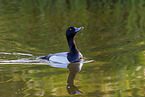 greater scaup duck