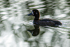 greater scaup duck