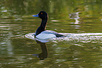 greater scaup duck