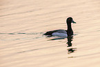 greater scaup duck