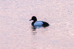 greater scaup duck