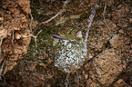 scintillant hummingbird
