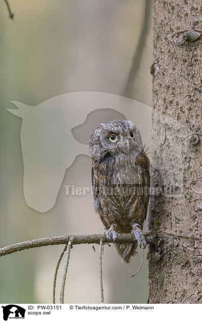 Zwergohreule / scops owl / PW-03151