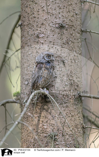 Zwergohreule / scops owl / PW-03154