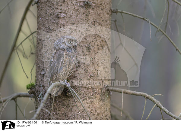 Zwergohreule / scops owl / PW-03156