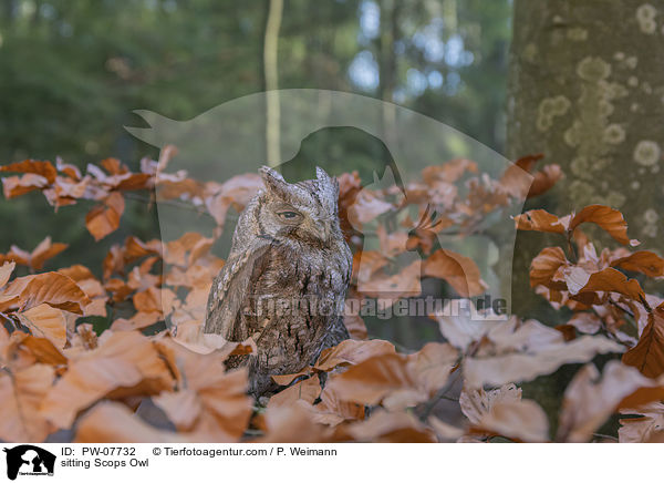 sitzende Zwergohreule / sitting Scops Owl / PW-07732