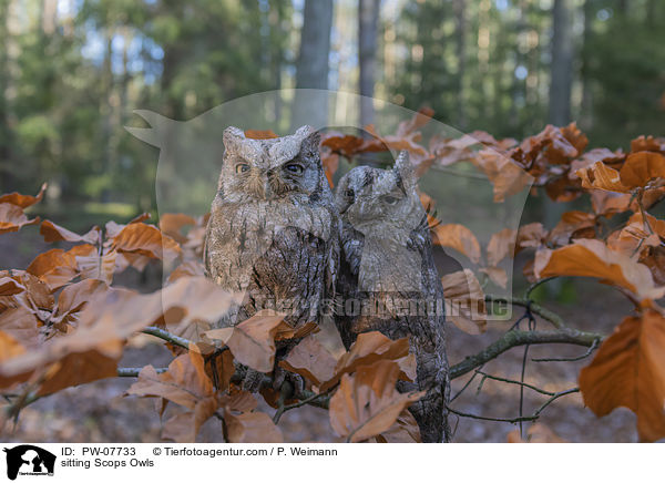 sitzende  Zwergohreulen / sitting Scops Owls / PW-07733