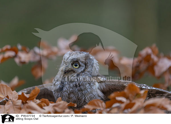 sitzende Zwergohreule / sitting Scops Owl / PW-07734