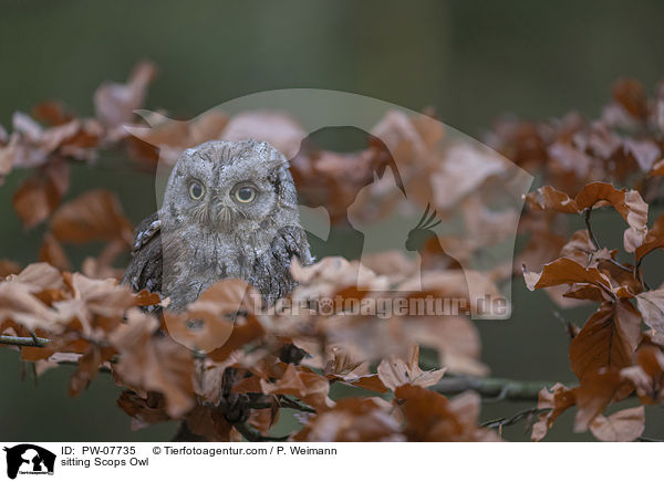 sitzende Zwergohreule / sitting Scops Owl / PW-07735