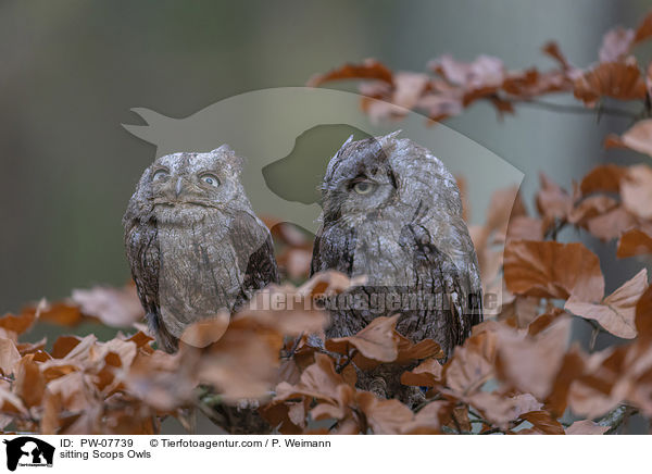 sitzende  Zwergohreulen / sitting Scops Owls / PW-07739