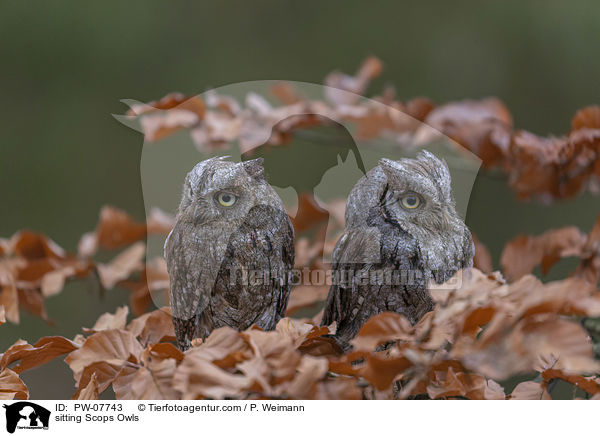 sitzende  Zwergohreulen / sitting Scops Owls / PW-07743