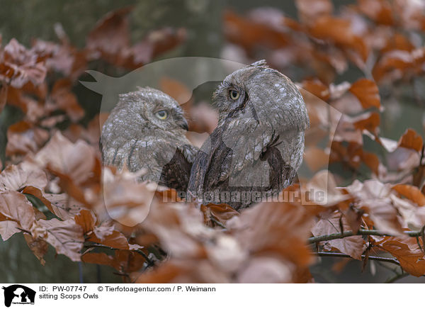 sitzende  Zwergohreulen / sitting Scops Owls / PW-07747