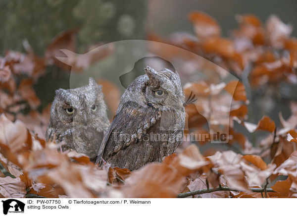 sitzende  Zwergohreulen / sitting Scops Owls / PW-07750
