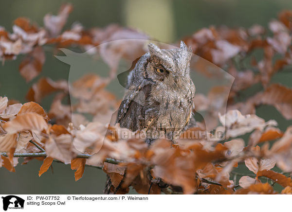 sitzende Zwergohreule / sitting Scops Owl / PW-07752