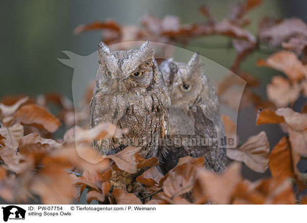 sitzende  Zwergohreulen / sitting Scops Owls / PW-07754