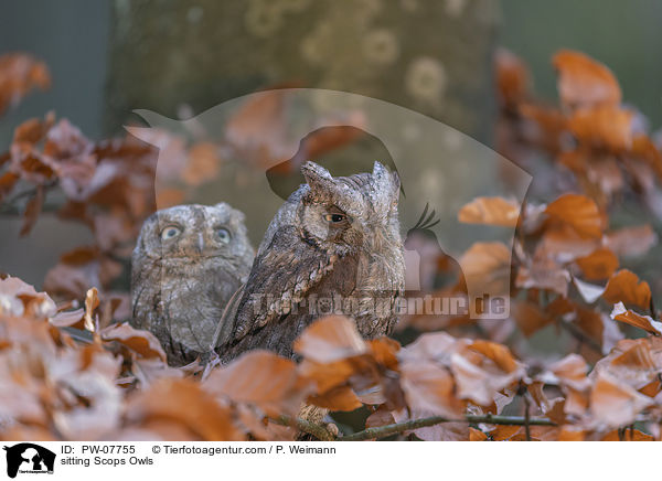sitzende  Zwergohreulen / sitting Scops Owls / PW-07755