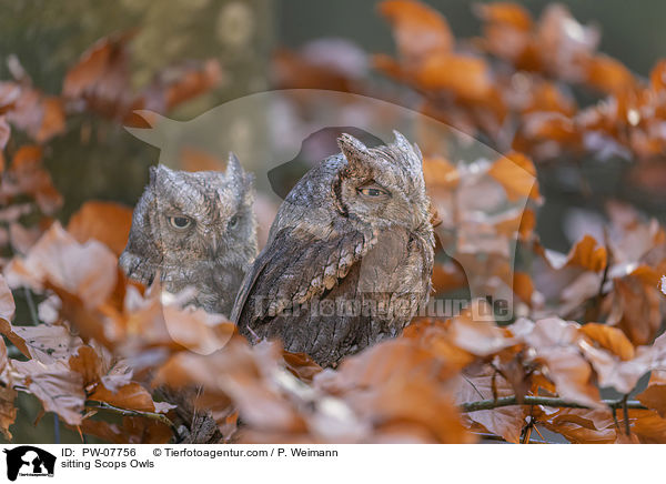 sitzende  Zwergohreulen / sitting Scops Owls / PW-07756