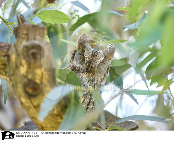 sitzende Zwergohreule / sitting Scops Owl / AXK-01421