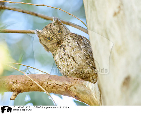 sitzende Zwergohreule / sitting Scops Owl / AXK-01423