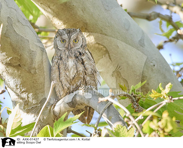 sitzende Zwergohreule / sitting Scops Owl / AXK-01427