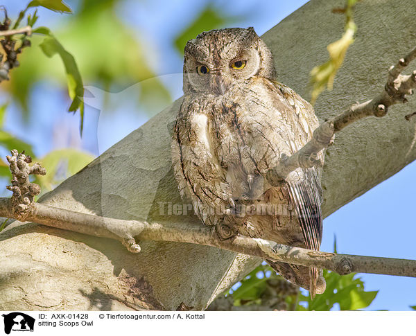 sitzende Zwergohreule / sitting Scops Owl / AXK-01428